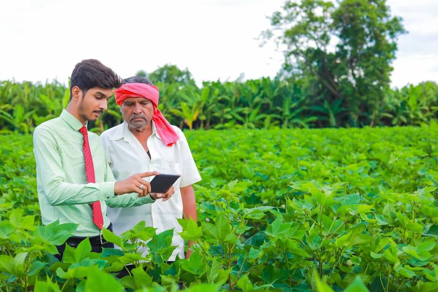 A Vimovi field officer and a grower checking intake against the lot number in a standing crop